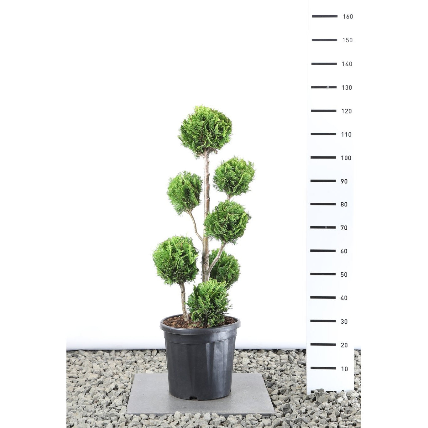 Ädelcypress – Chamaecyparis lawsoniana 'Stardust' - 80-100 CM PonPon EXTRA in Cont.